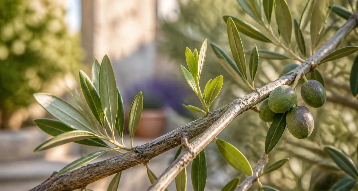 An olive branch with fresh growth