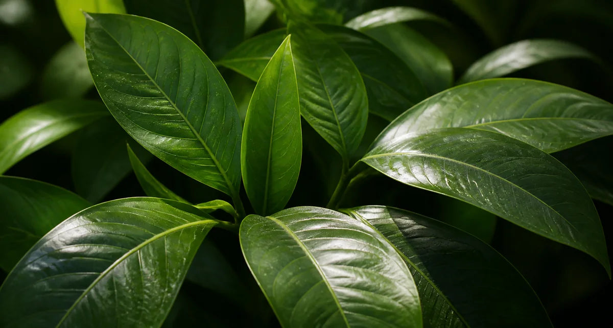 Fresh green leaves in morning light